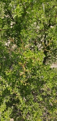 Condalia hookeri
