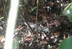 Tupinambis teguixin