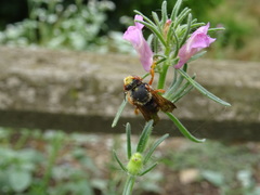 Rhodanthidium