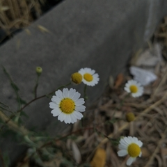 Anthemideae
