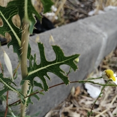 Anthemideae