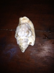 Euprotomus aurisdianae