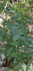 Quercus laceyi
