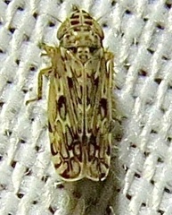 Hebecephalus
