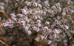 Thryptomene
