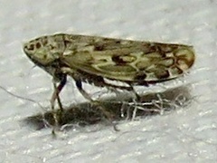 Hebecephalus