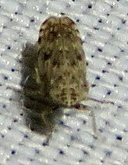 Hebecephalus