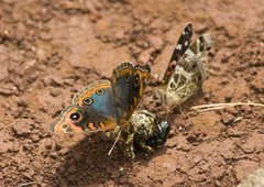 Junonia genoveva hilaris