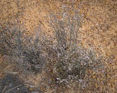 Thryptomene