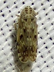 Hebecephalus