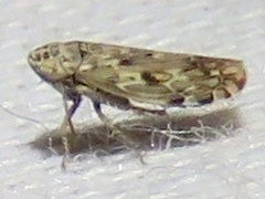Hebecephalus