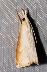 Calamotropha melli