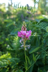 Onobrychis viciifolia