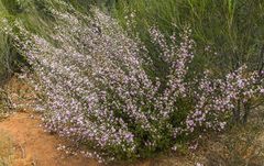 Leptospermum erubescens