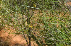 Acacia burkittii