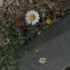 Anthemideae