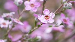 Leptospermum erubescens