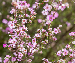Leptospermum erubescens