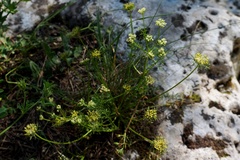 Chamaesciadium acaule