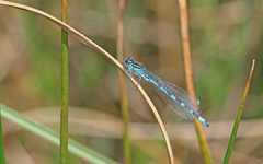 Coenagrion ornatum