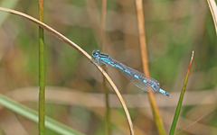 Coenagrion ornatum
