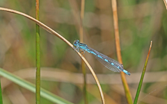 Coenagrion ornatum