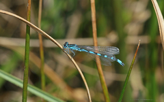 Coenagrion ornatum