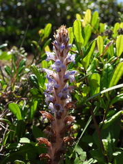 Orobanche coerulescens