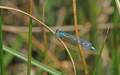 Coenagrion ornatum
