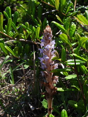 Orobanche coerulescens