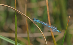 Coenagrion ornatum