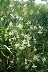 Silene saxatilis