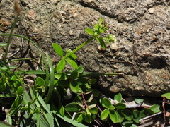 Galium bungei trachyspermum