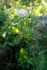 Astrantia trifida