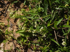 Galium bungei trachyspermum
