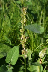 Onobrychis viciifolia