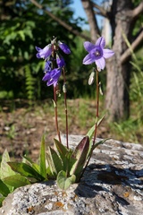 Campanula collina
