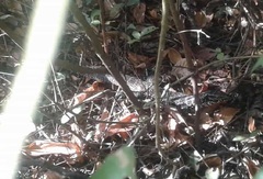 Tupinambis teguixin