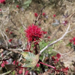 Ricinus communis