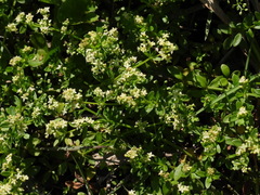 Galium bungei trachyspermum