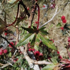 Ricinus communis