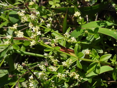 Galium bungei trachyspermum