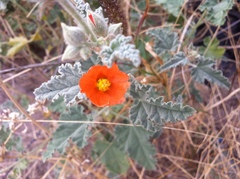Sphaeralcea coccinea