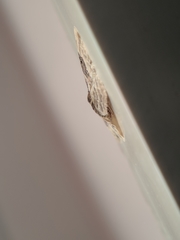 Hebeloma velatum image