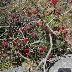 Ricinus communis