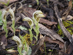 Pterostylis aspera