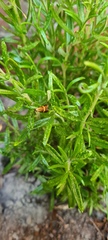 Nemophora degeerella