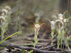 Pterostylis aspera