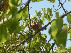 Fringilla coelebs
