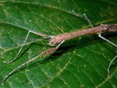Planososibia brocki